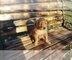 Golden Retriever Puppy for sale in LEON, KS, USA