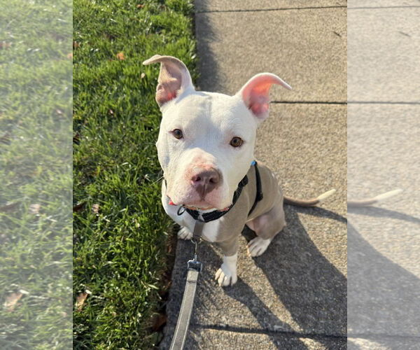 Medium Photo #4 Mutt Puppy For Sale in Alexandria, VA, USA