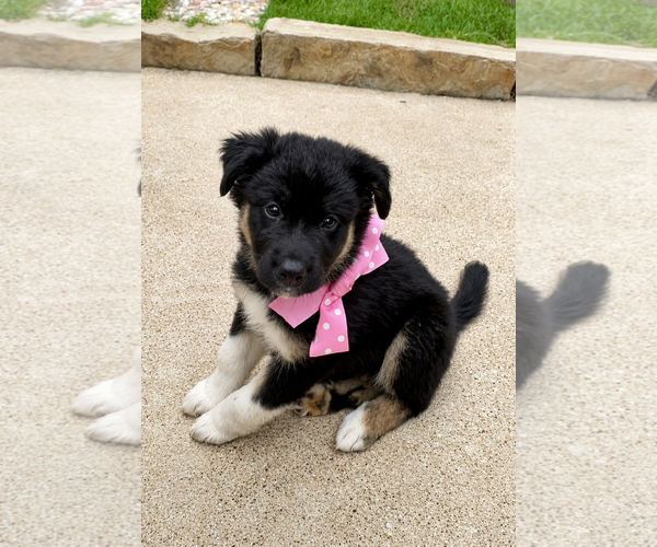 Medium Photo #3 Australian Shepherd Puppy For Sale in Dallas, TX, USA