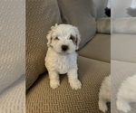 Puppy 7 Cocker Spaniel-Poodle (Miniature) Mix