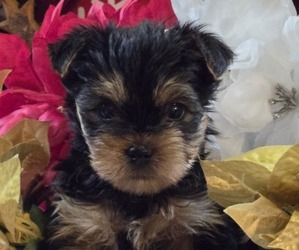 Yorkshire Terrier Litter for sale in PITTSBURG, KS, USA