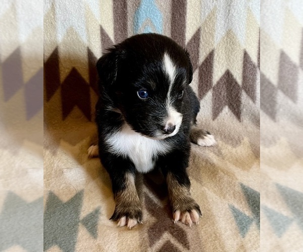 Medium Photo #2 Miniature Australian Shepherd Puppy For Sale in FORT MORGAN, CO, USA