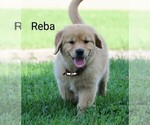 Small Photo #2 Golden Retriever Puppy For Sale in LOYAL, WI, USA