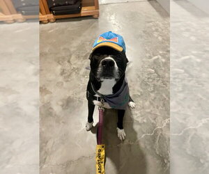Aspen - Male Mutt Dog for Adoption - Photo #8