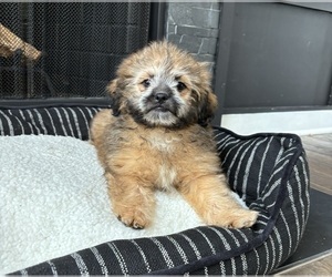 ShihPoo Puppy for sale in FRANKLIN, IN, USA