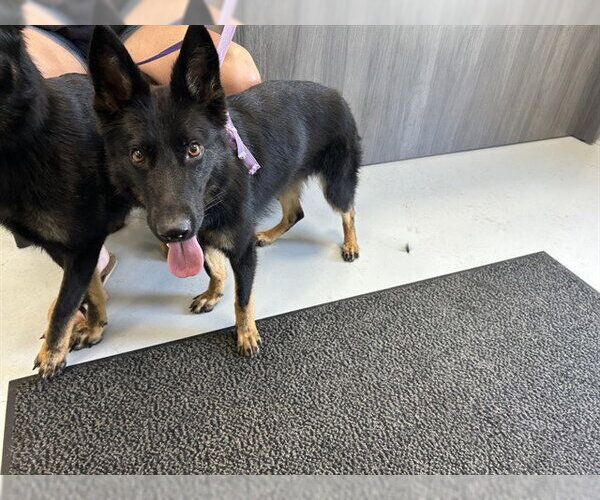Medium Photo #1 German Shepherd Dog Puppy For Sale in Ocala, FL, USA