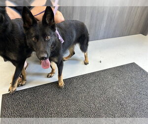 German Shepherd Dog Dogs for adoption in Ocala, FL, USA