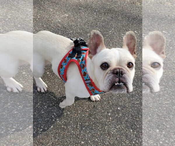 Medium Photo #15 French Bulldog Puppy For Sale in St. Louis Park, MN, USA