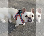 Small #14 French Bulldog