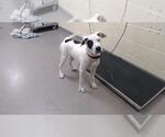 Small Mutt
