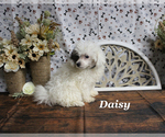 Small #2 Poodle (Toy)