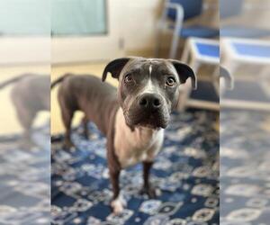 American Pit Bull Terrier Dogs for adoption in Chula Vista, CA, USA