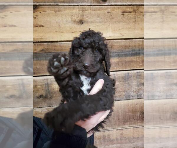 Medium Photo #1 Labradoodle Puppy For Sale in TARBORO, NC, USA