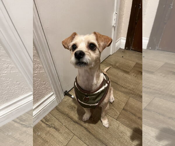 Medium Photo #3 Mutt Puppy For Sale in Menifee, CA, USA