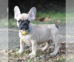 Small French Bulldog