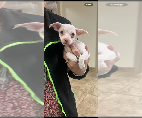 Medium Photo #1 Chihuahua-Unknown Mix Puppy For Sale in Brewster, NY, USA