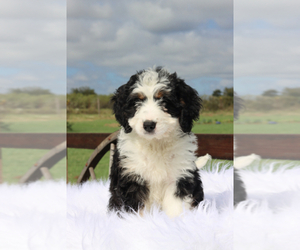 Bernedoodle Puppy for sale in ITASCA, TX, USA