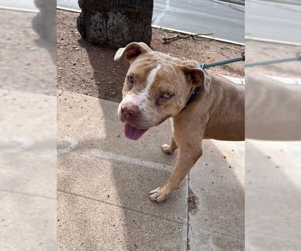 Medium Photo #1 American Pit Bull Terrier-Unknown Mix Puppy For Sale in phoenix, AZ, USA