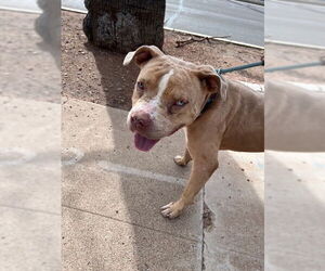 Medium American Pit Bull Terrier Mix