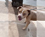 Small American Pit Bull Terrier Mix