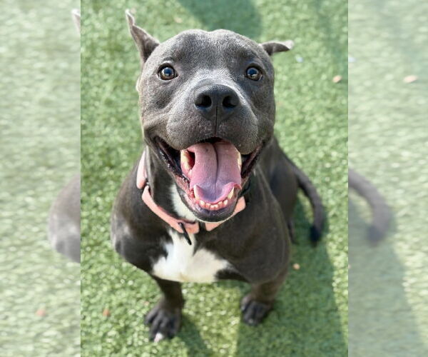 Medium Photo #2 American Pit Bull Terrier-Unknown Mix Puppy For Sale in NEWPORT NH, NH, USA