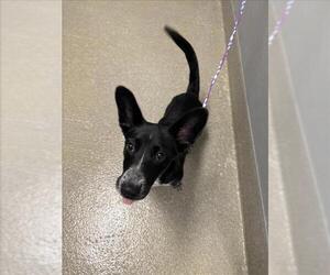 Dachshund-Unknown Mix Dogs for adoption in Las Vegas, NV, USA