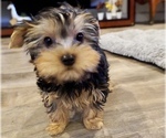 Small Photo #13 Yorkshire Terrier Puppy For Sale in LOS ANGELES, CA, USA