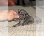 Puppy Puppy 6 French Bulldog