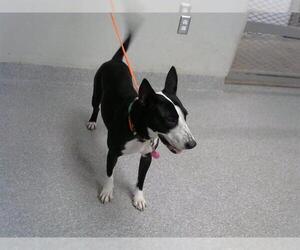 Bull Terrier-Unknown Mix Dogs for adoption in Pasadena, TX, USA