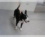 Small Bull Terrier Mix