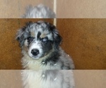Small Photo #1 Australian Shepherd Puppy For Sale in DUVALL, WA, USA