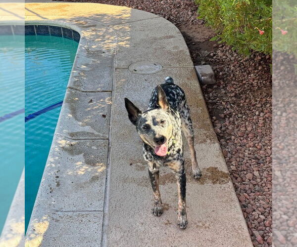 Medium Photo #1 Mutt Puppy For Sale in phoenix, AZ, USA