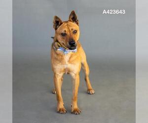 Shepradors Dogs for adoption in Conroe, TX, USA