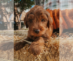 Goldendoodle Puppy for sale in MCKINNEY, TX, USA