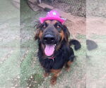 Small #5 German Shepherd Dog Mix
