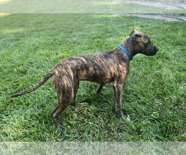 Medium Photo #13 Boxer-Whippet Mix Puppy For Sale in Belleuve, NE, USA