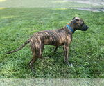 Small #12 Boxer-Whippet Mix