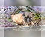 Image preview for Ad Listing. Nickname: Litter of 7