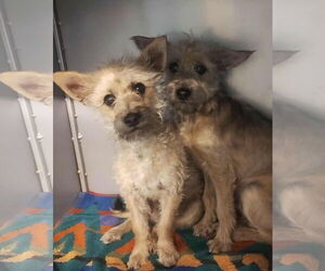 Mutt Dogs for adoption in Grafton, WI, USA