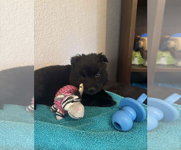 Medium Photo #3 Holland Shepherd-Unknown Mix Puppy For Sale in Imlay City, MI, USA