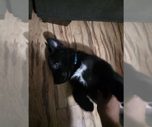 Medium Gerberian Shepsky