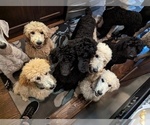 Small Photo #16 Poodle (Standard) Puppy For Sale in SAND SPRINGS, OK, USA