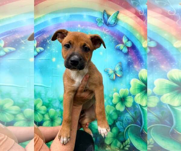 Medium Photo #3 Mutt Puppy For Sale in Pompano Beach , FL, USA