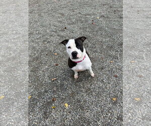 Mutt Dogs for adoption in Brooklyn, NY, USA