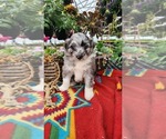 Puppy Percy Shiranian