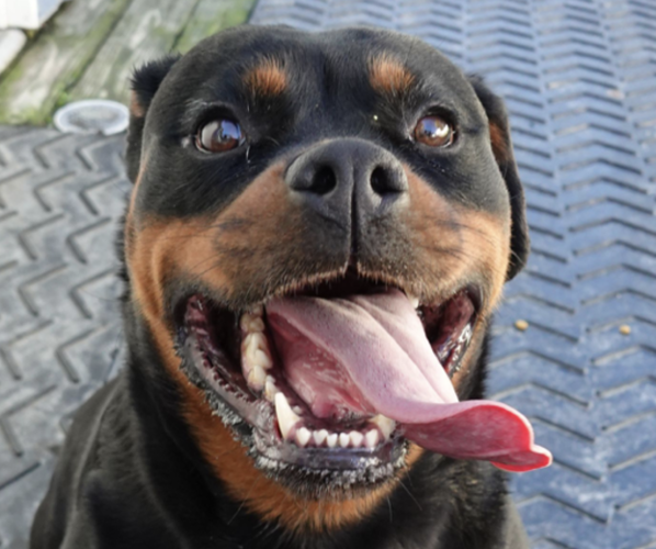 Medium Photo #2 Rottweiler Puppy For Sale in S CHARLESTON, WV, USA