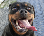 Small #1 Rottweiler