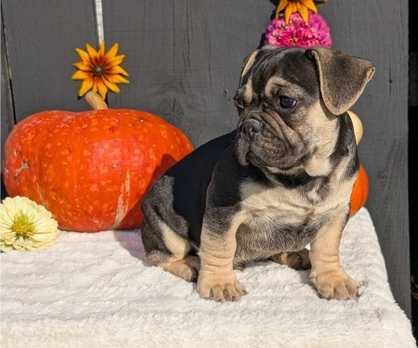 Medium Photo #3 French Bulldog Puppy For Sale in GOSHEN, IN, USA