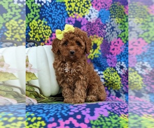 Cavapoo Puppy for sale in KIRKWOOD, PA, USA