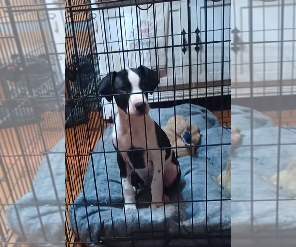 Medium Photo #4 Mutt Puppy For Sale in Hinton, WV, USA